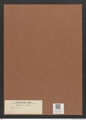 Surirella sp. (de-Toni-Nr.: Genus 53, Species 2236 ?) Zeichnungen Sammlung Grunow Mappe 02561 (Herbarium_W_Grunow_drawings_Folder_02561)